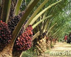 Пальмовое масло — польза и вред для здоровья Пальмовое масло где производят