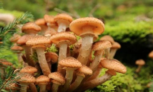 Белые грибы: описание внешнего вида, правила и время сбора Как быстро растет белый гриб после дождя